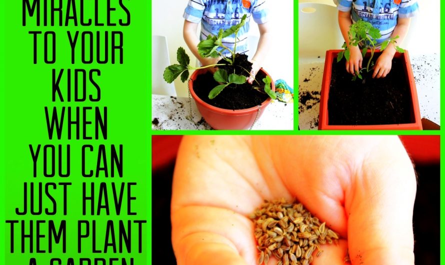 How to plant a Herb Garden with Kids
