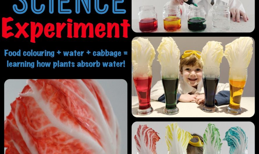 Fun Science Experiment! – Learning how plants absorb water!