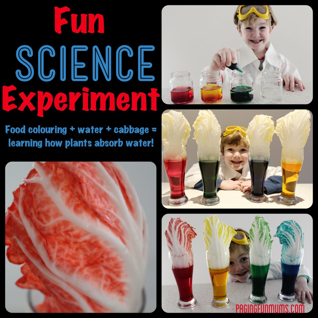 How plants absorb water science experiment!