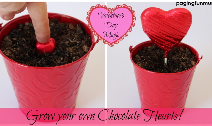 Valentine’s Day Magic…grow your own Chocolate Hearts!
