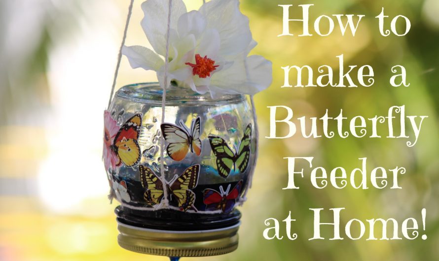 How to make a Butterfly Feeder at Home!