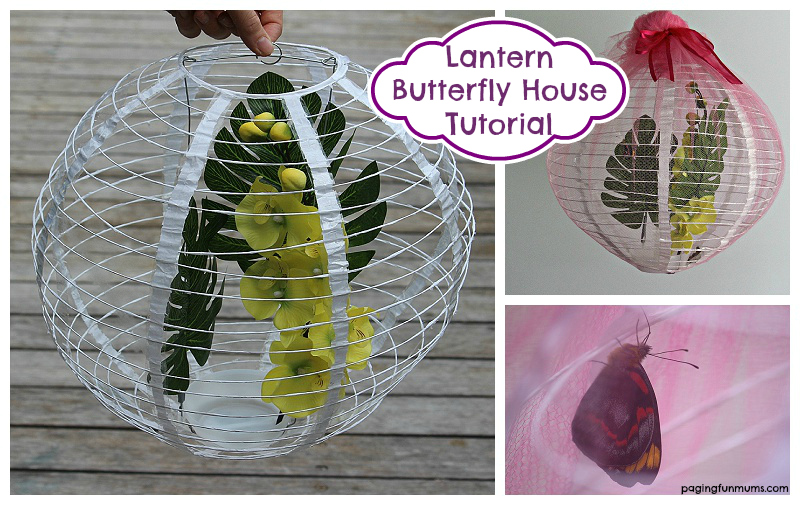 Paper Lantern Butterfly House