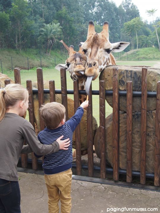Hand feeding the Giraffes at Australia Zoo