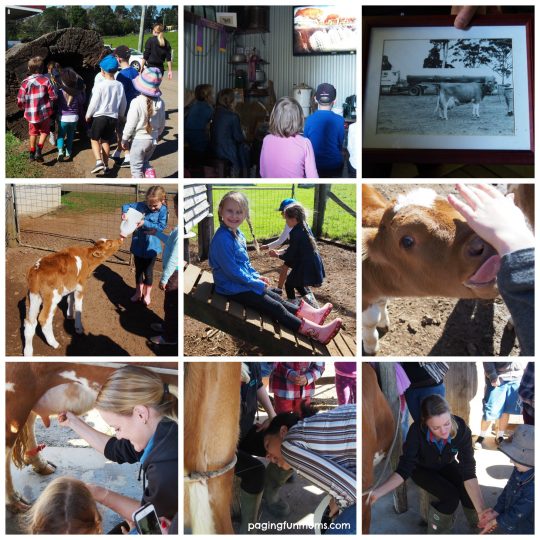 Maleny Dairy Farm Tour - the perfect kid's party venue!