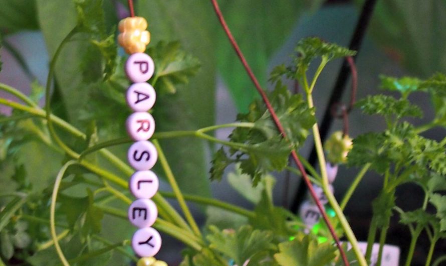 Beaded Garden Markers – fun gardening project for kids!