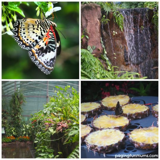 Changi Airport Butterfly House