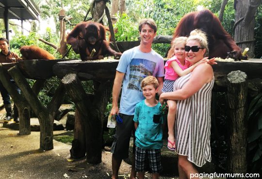 Orangutang Family