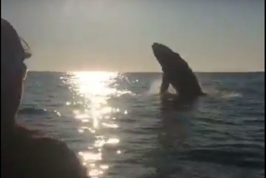 breaching-whale-near-kayak