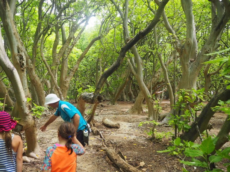 1770 Reef Tour To Lady Musgrave Island - Paging Fun Mums