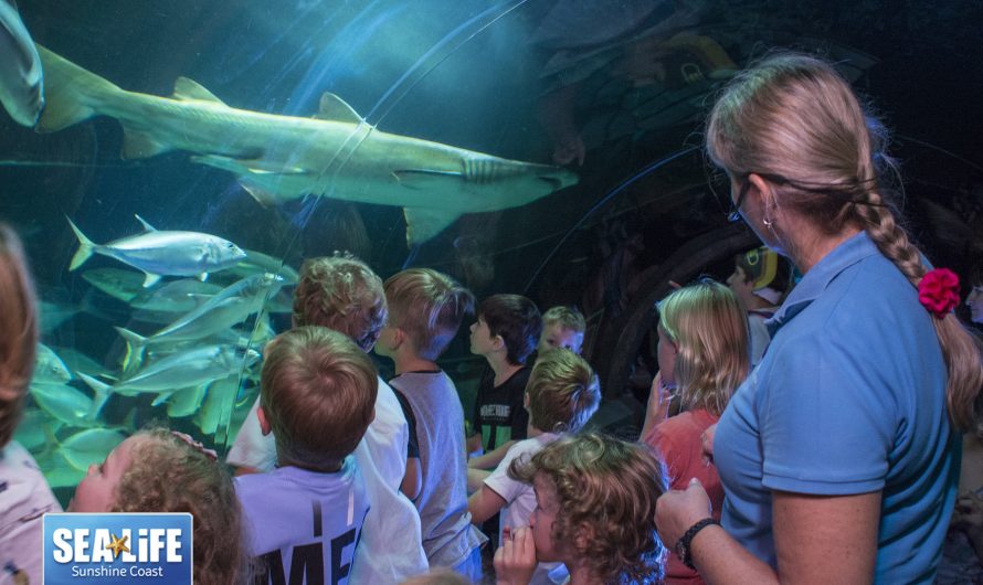 6 Reasons to book your child’s birthday party at Sea Life